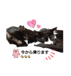 ルルコタ日常（個別スタンプ：3）