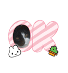 ルルコタ日常（個別スタンプ：12）