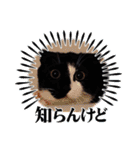 ルルコタ日常（個別スタンプ：18）