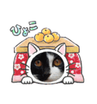 ルルコタ日常（個別スタンプ：20）