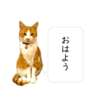 福猫 福ちゃん 福だらけ（個別スタンプ：1）