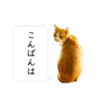 福猫 福ちゃん 福だらけ（個別スタンプ：2）