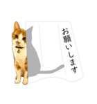 福猫 福ちゃん 福だらけ（個別スタンプ：3）