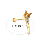 福猫 福ちゃん 福だらけ（個別スタンプ：6）