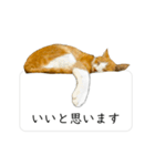 福猫 福ちゃん 福だらけ（個別スタンプ：8）