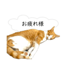 福猫 福ちゃん 福だらけ（個別スタンプ：13）