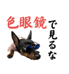 メガネとサクちゃん（個別スタンプ：24）