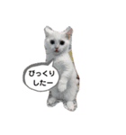 シン・こうたそスタンプ（個別スタンプ：7）