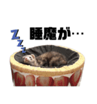 【フェレット】チョコミント家part3（個別スタンプ：30）