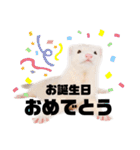 【フェレット】チョコミント家part3（個別スタンプ：31）