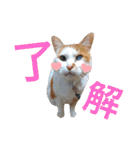 BIG_LOVE（個別スタンプ：31）