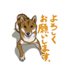 ゆかいな柴犬ぺろ（個別スタンプ：1）