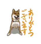 ゆかいな柴犬ぺろ（個別スタンプ：2）