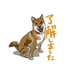 ゆかいな柴犬ぺろ（個別スタンプ：3）