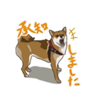 ゆかいな柴犬ぺろ（個別スタンプ：6）