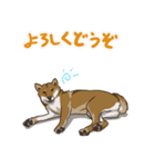 ゆかいな柴犬ぺろ（個別スタンプ：7）