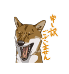 ゆかいな柴犬ぺろ（個別スタンプ：10）