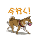 ゆかいな柴犬ぺろ（個別スタンプ：11）