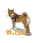 ゆかいな柴犬ぺろ（個別スタンプ：12）