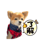 チャムシリーズ④（個別スタンプ：6）