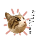 キジシロ猫のハチ（個別スタンプ：1）