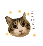 キジシロ猫のハチ（個別スタンプ：2）