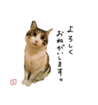 キジシロ猫のハチ（個別スタンプ：5）