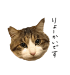 キジシロ猫のハチ（個別スタンプ：6）
