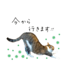 キジシロ猫のハチ（個別スタンプ：7）