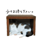 キジシロ猫のハチ（個別スタンプ：8）