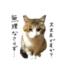キジシロ猫のハチ（個別スタンプ：10）