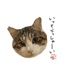 キジシロ猫のハチ（個別スタンプ：11）