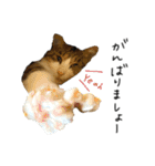 キジシロ猫のハチ（個別スタンプ：12）