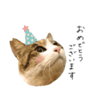 キジシロ猫のハチ（個別スタンプ：14）