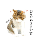キジシロ猫のハチ（個別スタンプ：15）