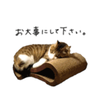 キジシロ猫のハチ（個別スタンプ：16）