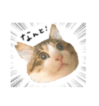 キジシロ猫のハチ（個別スタンプ：17）