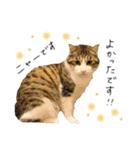 キジシロ猫のハチ（個別スタンプ：18）