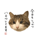 キジシロ猫のハチ（個別スタンプ：19）