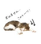 キジシロ猫のハチ（個別スタンプ：20）