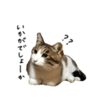 キジシロ猫のハチ（個別スタンプ：22）