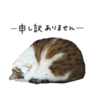キジシロ猫のハチ（個別スタンプ：26）