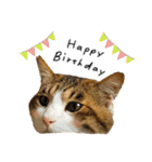キジシロ猫のハチ（個別スタンプ：27）