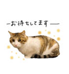 キジシロ猫のハチ（個別スタンプ：30）
