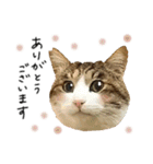 キジシロ猫のハチ（個別スタンプ：33）