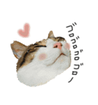 キジシロ猫のハチ（個別スタンプ：34）