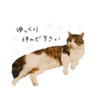 キジシロ猫のハチ（個別スタンプ：35）