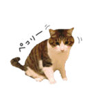 キジシロ猫のハチ（個別スタンプ：37）