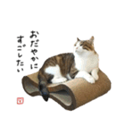 キジシロ猫のハチ（個別スタンプ：38）