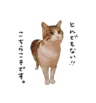 キジシロ猫のハチ（個別スタンプ：39）